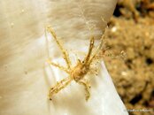 Crab Soft Coral.jpg