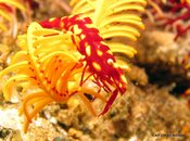 Shrimp Coleman RedYellow2.jpg