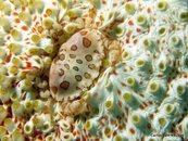 Crab Harlequin4.jpg