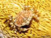 Crab Harlequin1.jpg