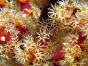 Coral Soft2.jpg