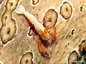 Shrimp Emperor6.jpg