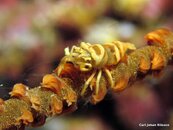 Shrimp Whip Coral1.jpg