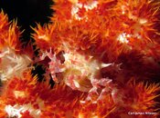 Crab Deco6.jpg
