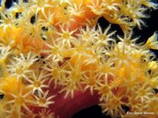 Coral Soft1.jpg