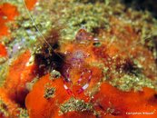 Shrimp Commensal1.jpg