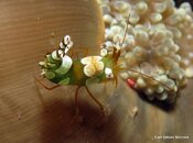 Shrimp Commensal Bent2.jpg
