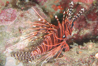 Lionfish.jpg