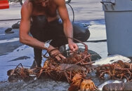 Lobster1_edited-1.jpg
