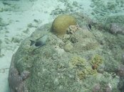 Curacao Pierbaii Reef 19.jpg