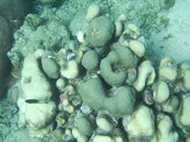 Curacao Pierbaii Reef 18.jpg