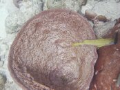 Curacao Pierbaii Reef Barrel Sponge & French Grunt 16.jpg