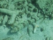 Curacao Pierbaii Reef Rockfish 22.jpg