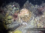Night Dive 040.jpg