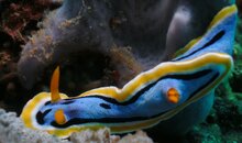 Nudibranch 2.jpg