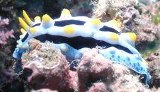 Nudibranch 1.jpg