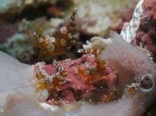 Shrimp Family.jpg