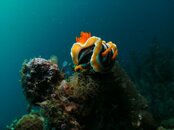 Nudibranch 3.jpg