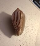 IMG_5675.jpg