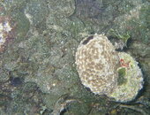 middle_sponge.JPG