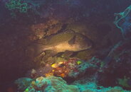 Spotted Grouper 2.jpg