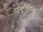Tufi Fiord 27 Crocodile Fish.JPG