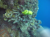 Tufi Fiord 18 Nudibranch.JPG