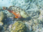 wrasse--1246.jpg