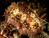 tulamben 20192-8143.jpg