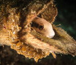 tulamben 20192-8166.jpg