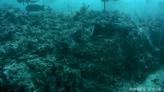 Sheephead 1 Lobos 3-29-19.JPG