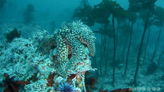 Lobos starfish 3-29-19.JPG