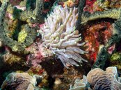 Anemone (2).jpg