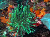 Anemone.jpg