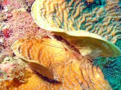 Arrow Crab.jpg