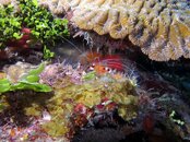 Banded Coral Shrimp (2).jpg