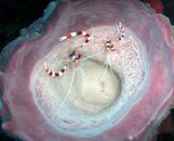 Banded Coral Shrimp.jpg