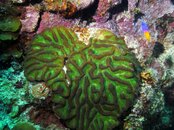 Coral.jpg
