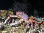 Crab (2).jpg