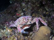 Crab Releasing Eggs.jpg