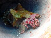 Hermit Crab Out of his Shell.jpg