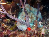 Octopus.jpg