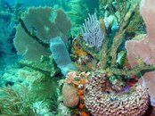 Reef Scene.jpg