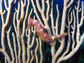 Seahorse.jpg