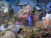 Spotted Moray Eel.jpg
