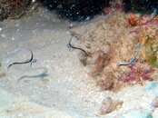 Three (3) Juvenile Drum.jpg