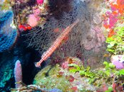 Trumpet Fish.jpg