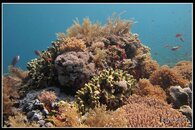coral5.jpg
