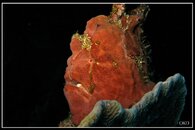 frogfish.jpg