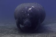 manatee-1.jpg